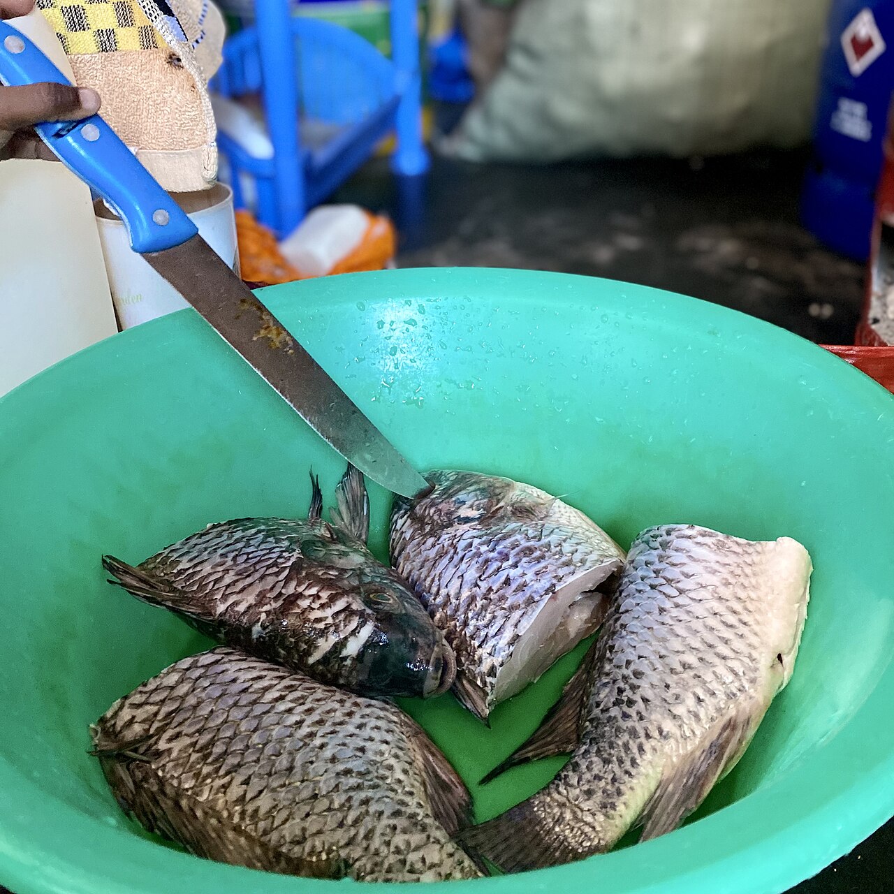 Freshwater tilapia fish for aquaculture