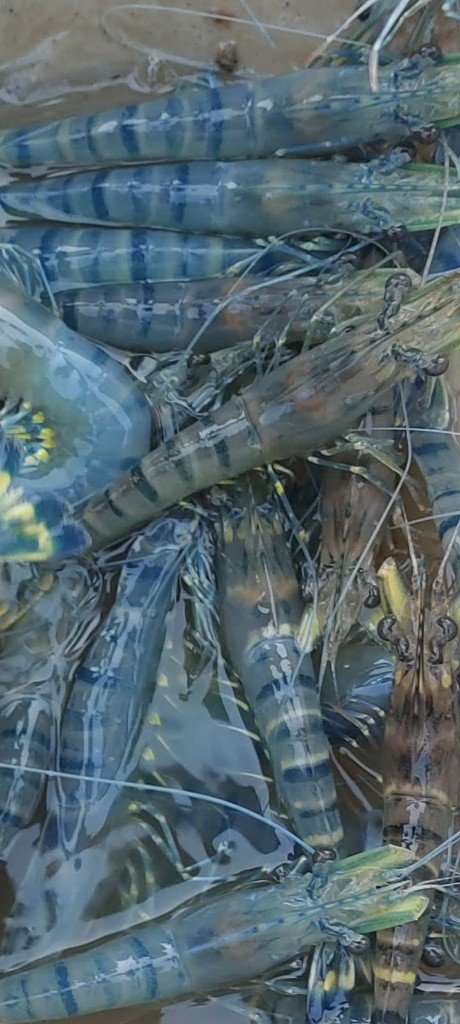 Fresh tiger prawns from aquaculture harvest