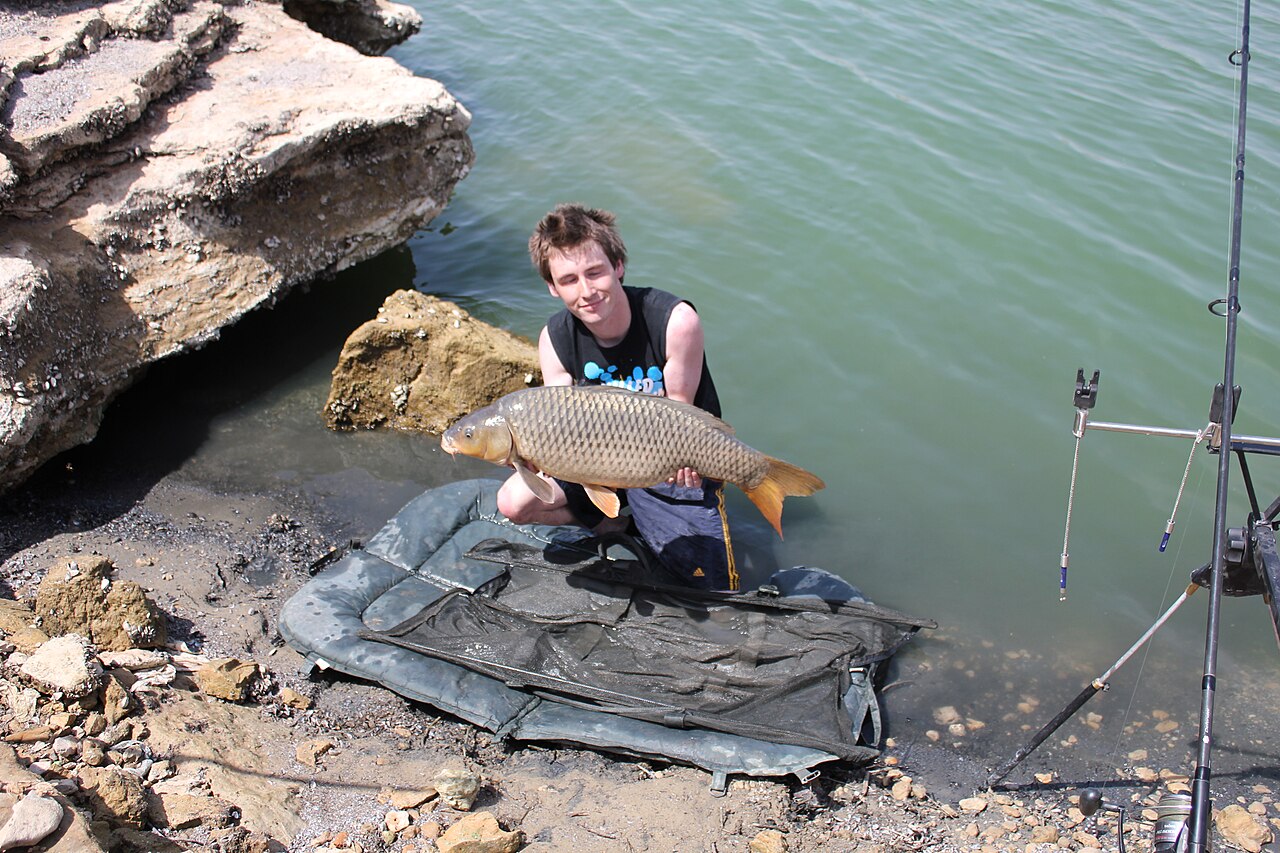 Common carp in freshwater pond farming