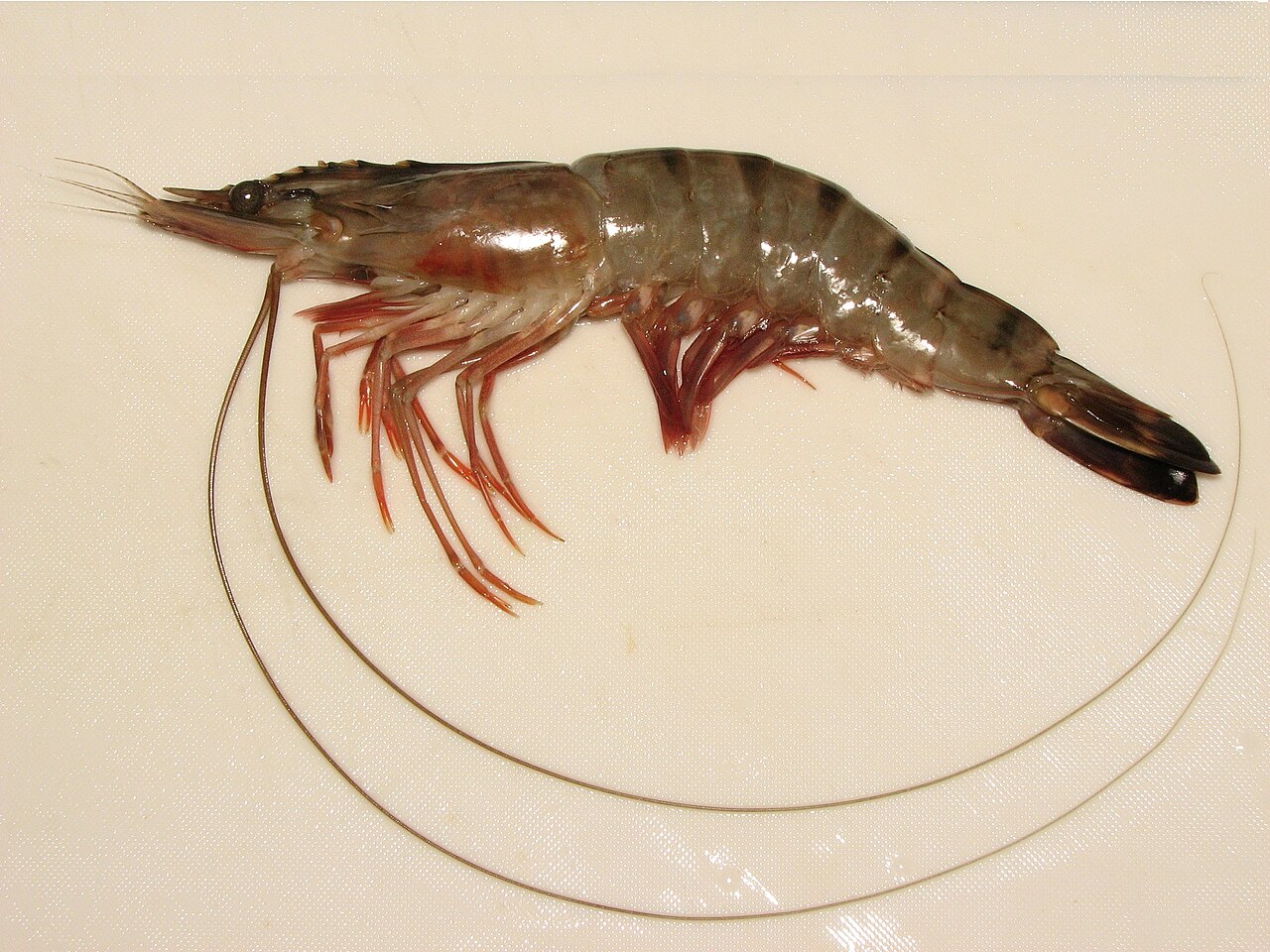 Tiger prawn used in freshwater aquaculture