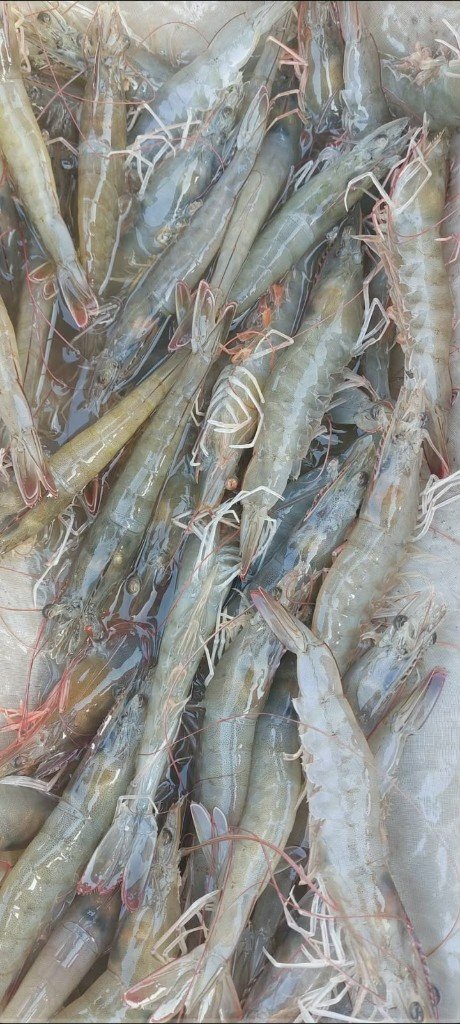 Fresh white prawns from farm harvest